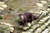Loutre femelle2 - fs_tiny